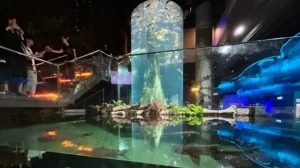 Bayaran Masuk Aquaria KLCC 2025, Harga & Promosi